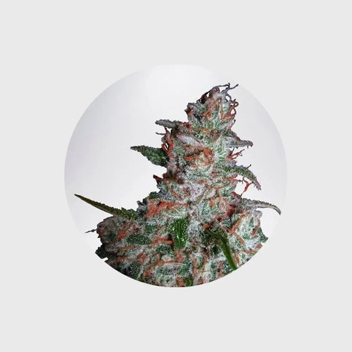 Produktbild von Cannabis Samen "Northern Lights" - Autoflower - 3 Stck.