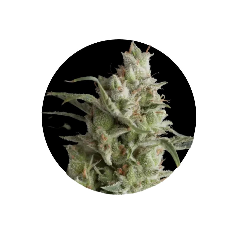 Cali Genetics "OG Kush" - Feminized - 3 pcs.