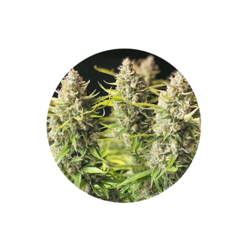 Cannabis seeds "Orange Bud" - Autoflower - 3 pcs.