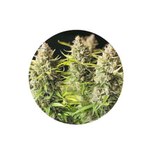 Orange Bud Autoflower Cannabis Samen 3 Stück Pack