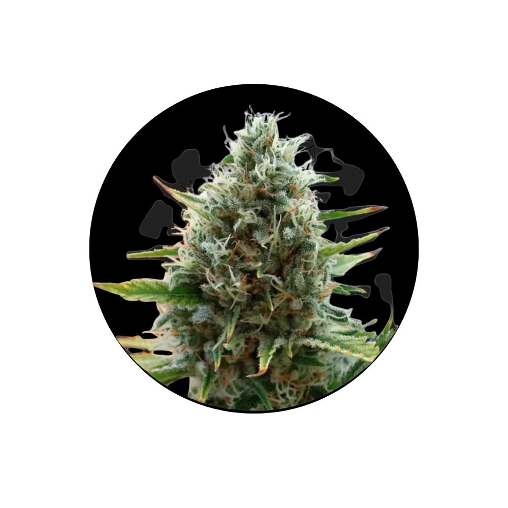 Cali Genetics "Papaya" - Fast Flowering - 3 pcs.