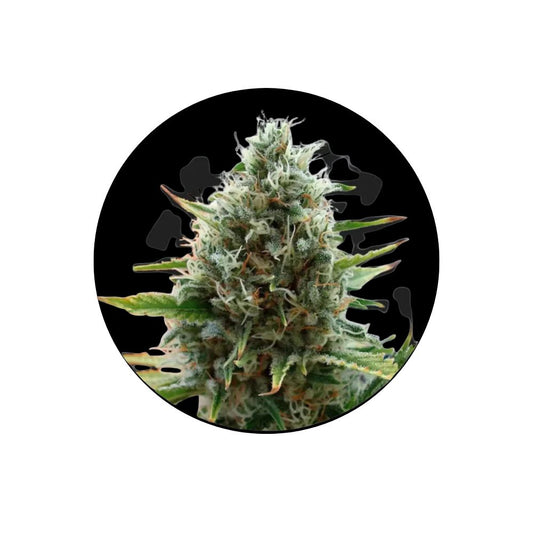 Cali Genetics "Papaya" - Fast Flowering - 3 Stck.