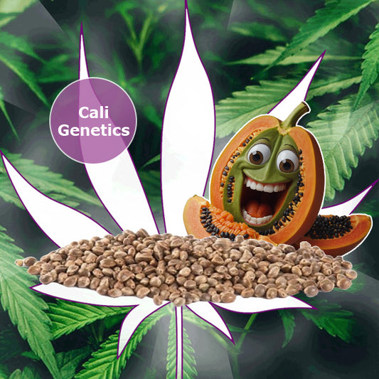 🌱Neu! Cali Genetics "Papaya" - Fast Flowering - 3 Stck.🌱