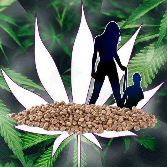 🪴Neu! Cannabis Samen "Dark Domina" - Feminized - 3 Stck.🪴