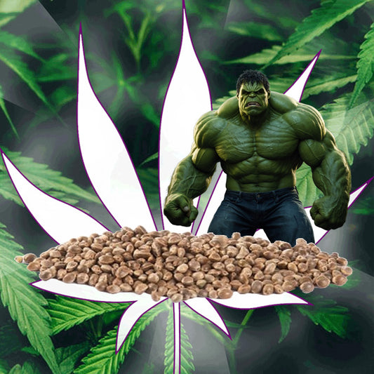 🪴Neu! Cannabis Samen "Bruce Banner" - Autoflower - 3 Stck.🪴