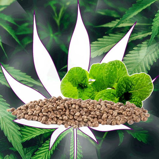 🪴Neu! Cannabis Samen "Extra Mintz" - Autoflower - 3 Stck.🪴