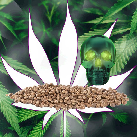 🪴Neu! Cannabis Samen "Northern Lights" - Autoflower - 3 Stck.🪴
