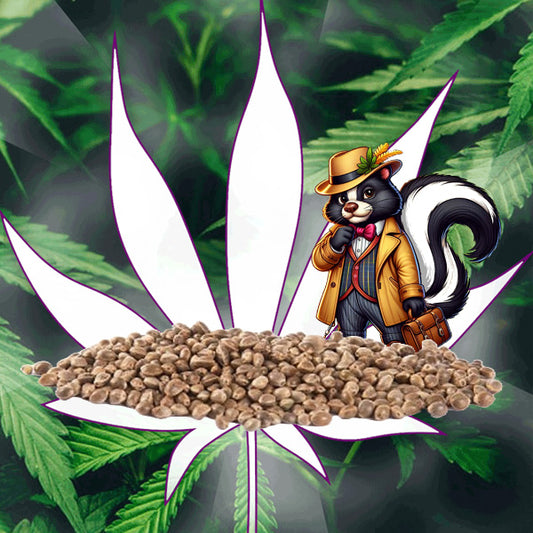 🪴Neu! Cannabis Samen "Super Skunk" - Autoflower - 3 Stck.🪴