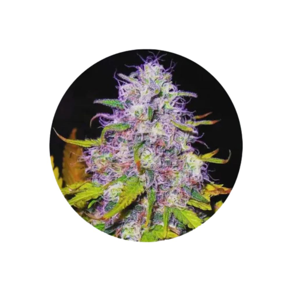 Cannabis seeds "Purple Haze" - Feminized - 3 pcs. 