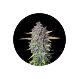 Cali Genetics "Purple Milkshake" - Fast Flowering - 3 Stck.