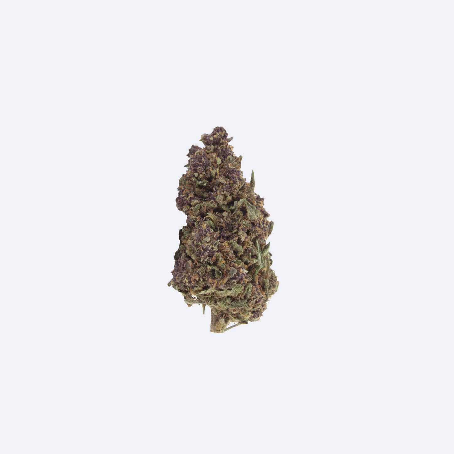 Purple Haze Premium THCA Blüten | 30% THCA