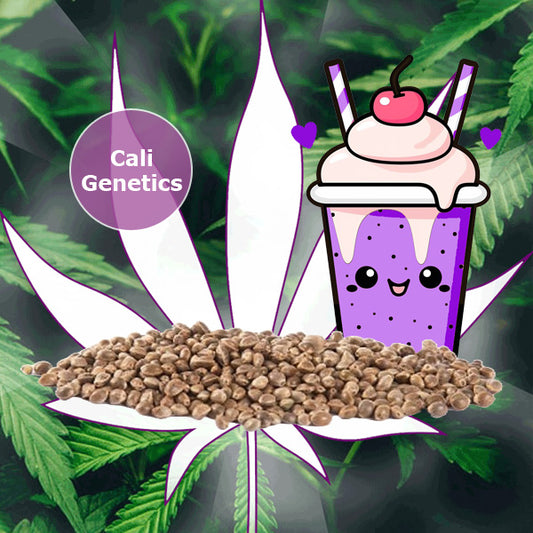 🌱Neu! Cali Genetics "Purple Milkshake" - Fast Flowering - 3 Stck. 🌱