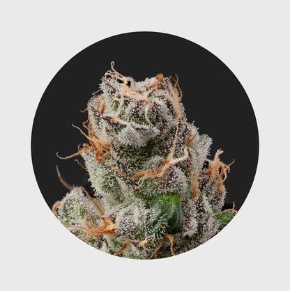 🌱Neu! Cali Genetics "GMO Rootbeer" - Fast Flowering - 3 Stck.🌱