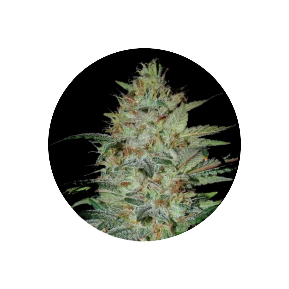 Cannabis/Hemp Seeds "Sensi Star" - Feminized - 3 pcs.