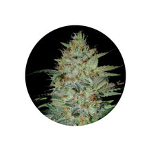 Sensi Star feminisierte Cannabis Samen 3 Stück CBD Hexe