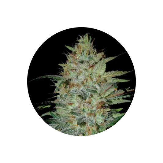 Cannabis/Hanfsamen "Sensi Star" - Feminized - 3 Stck.