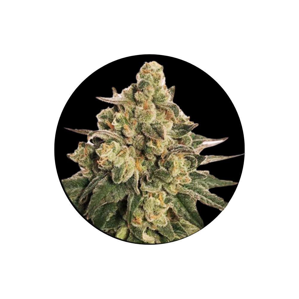 !SOPO! Cannabis seeds "MAC" - Autoflower - 3 pcs.