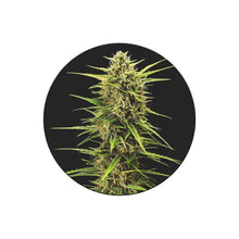 SOPO Rainbow Apples feminisierte Cannabis Samen 3 Stück