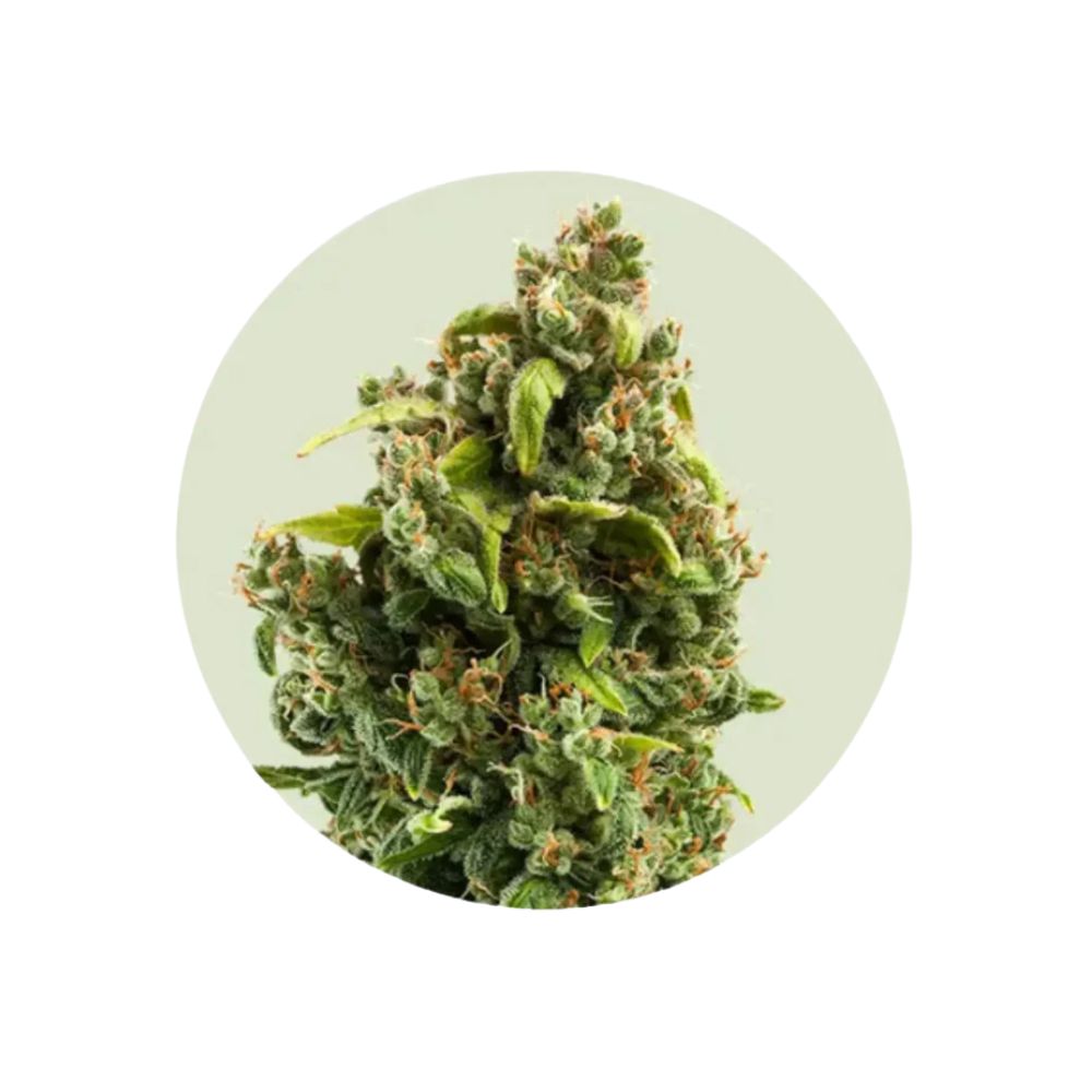 Cali Genetics "Sour Diesel" - Autoflower- 3 Stck.