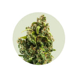 Cali Genetics "Sour Diesel" - Autoflower - 3 pcs.