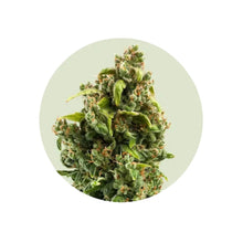 Sour Diesel Cali Genetics – Autoflower 3er Pack kaufen