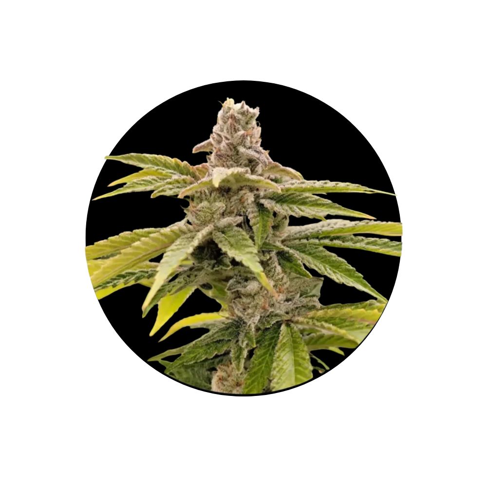 Cali Genetics "Strawberry Guava" - Fast Flowering - 3 pcs.