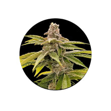 Strawberry Guava Fast Flowering 3er Pack – Jetzt kaufen