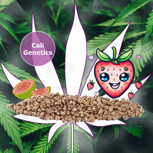 🌱Neu! Cali Genetics "Strawberry Guava" - Fast Flowering - 3 Stck.🌱