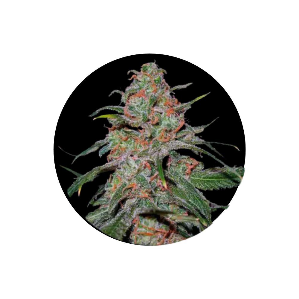 Cannabis seeds "Super Lemon Haze" - Autoflower - 3 pcs. 