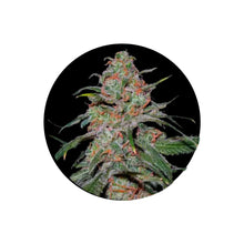 Super Lemon Haze Autoflower Cannabis Samen 3 Stück Pack