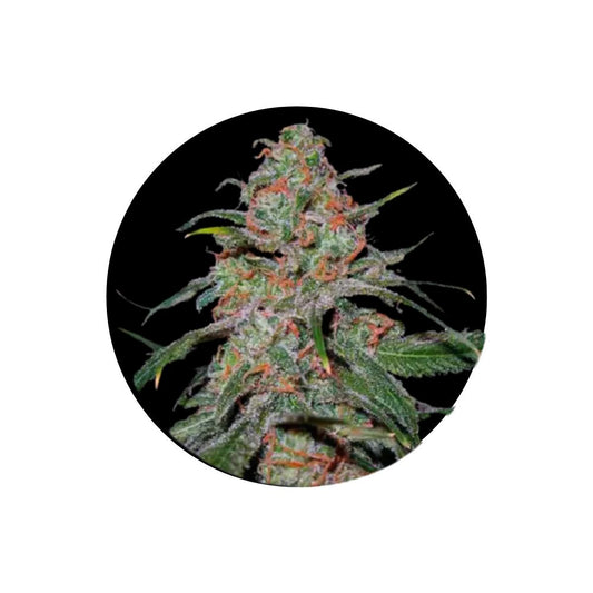 Cannabis Samen "Super Lemon Haze" - Autoflower - 3 Stck.