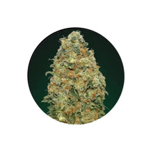 Super Skunk Autoflower Cannabis Samen 3 Stück Pack