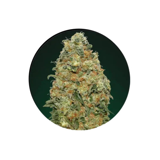Cannabis Samen "Super Skunk" - Autoflower - 3 Stck.