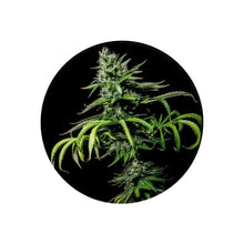 Tropicana Cookies feminisierte Cannabis Samen 3 Stück CBD Hexe
