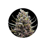 Cannabis Samen "Tropicana Cookies" - Autoflower - 3 Stck.
