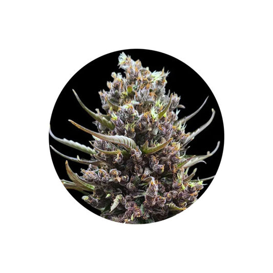 Cannabis Samen "Tropicana Cookies" - Autoflower - 3 Stck.