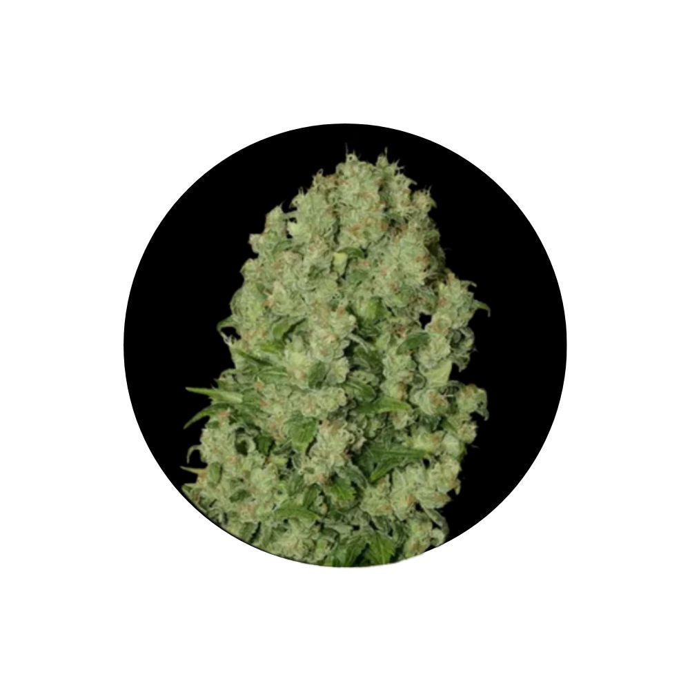 Cannabis seeds "White Russian" - Autoflower - 3 pcs.