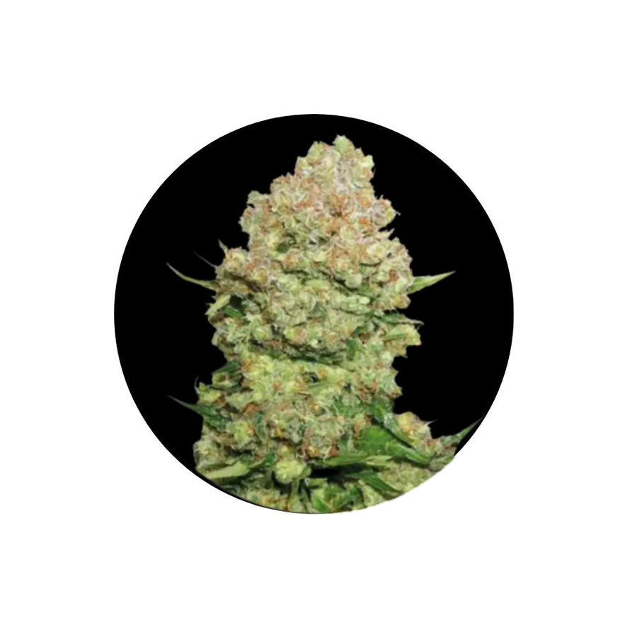 White Widow Autoflower Cannabis Samen 3 Stück Pack