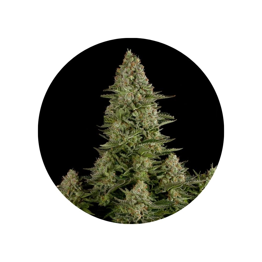 CBD hemp seeds "Amnesia Haze" - feminized - 3 pcs.