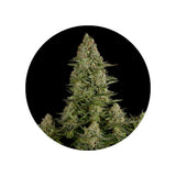 CBD hemp seeds "Amnesia Haze" - feminized - 3 pcs.