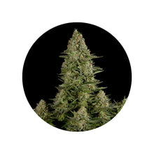 CBD hemp seeds "Amnesia Haze" - feminized - 3 pcs.