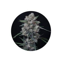 White Runtz Autoflower Cannabis Samen 3 Stück Pack