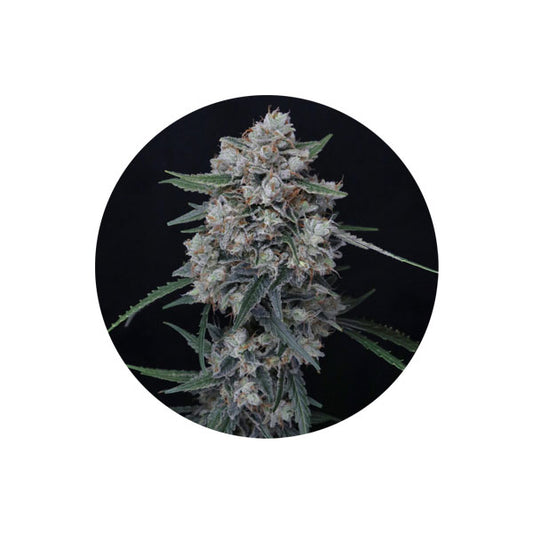 Cannabis Samen "White Runtz" - Autoflower - 3 Stck.
