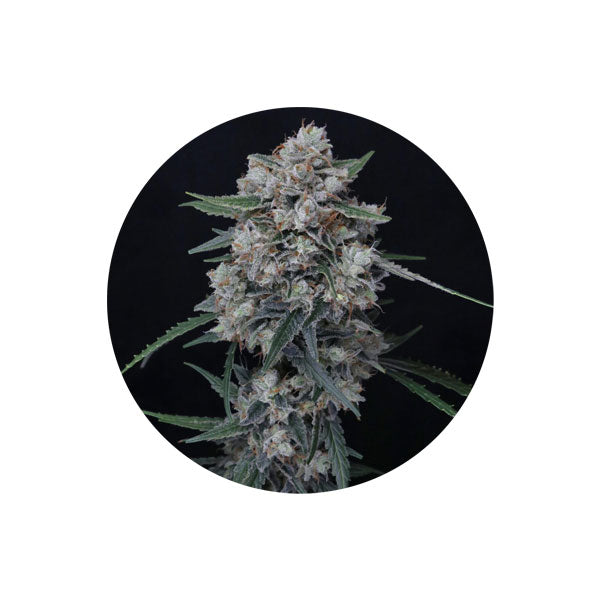 White Runtz Autoflower Cannabis Samen 3 Stück Pack