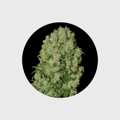 🪴Neu! Cannabis Samen "White Russian" - Autoflower - 3 Stck.🪴