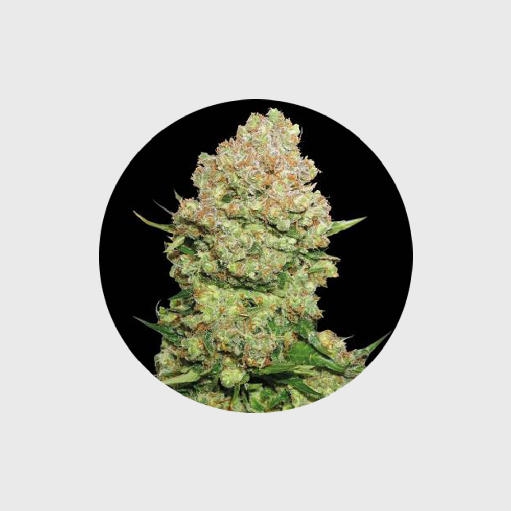 Cannabis Samen "White Widow" - Autoflower - 3 Stck.