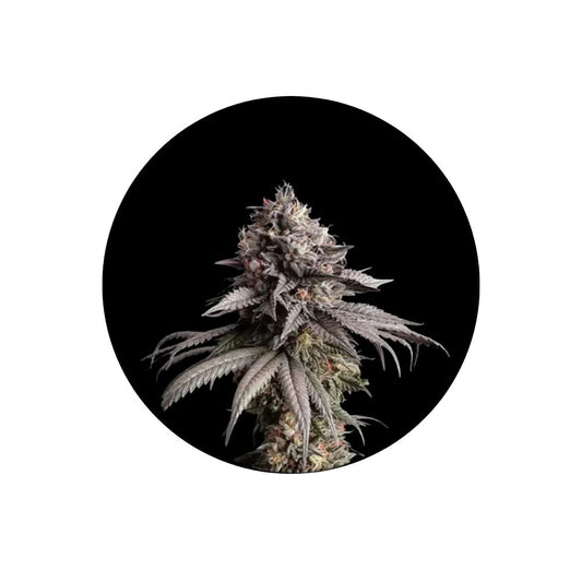 Cali Genetics "Zkittles Gelato" - Feminized - 3 Stck.