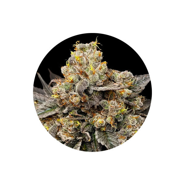 Cannabis Samen "Zkittlez" - Autoflower - 3 Stck.