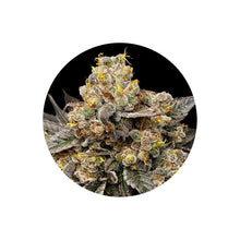 Zkittlez Autoflower Cannabis Samen 3 Stück von CBD Hexe