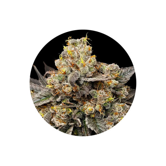 Cannabis Samen "Zkittlez" - Autoflower - 3 Stck.